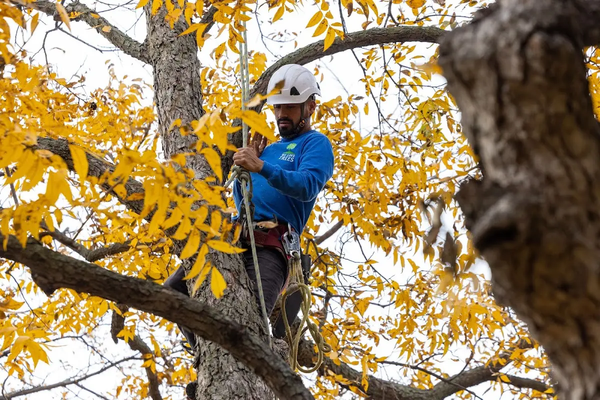 Skilled Storm Damage Cleanup crew working in Ely