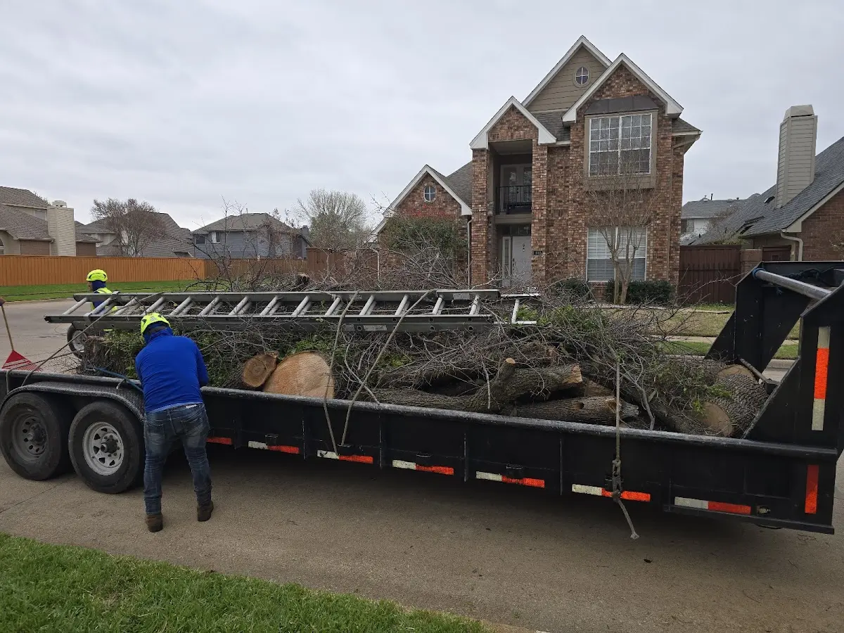 Expert Tree Pest Control with proper safety equipment in Ely